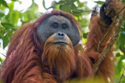 Satu Juta Spesies Terancam Punah
