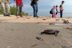 Ratusan Bayi Penyu Sisik, Dilepasliarkan ke Laut Bangka