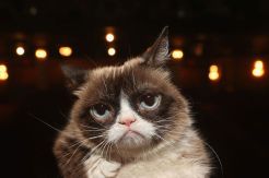 Grumpy Cat Si Kucing...