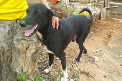 Selamatkan Bayi yang Dikubur Hidup-hidup, Anjing Ini Jadi Pahlawan