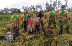 Yonif 755 Panen Padi Pertama di Tambaat Papua
