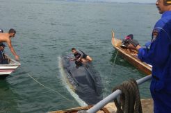 Ditpolairud Polda Kepri Evakuasi Boat Terbalik di Parairan Batu