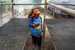 Dulu Waton Nandur, Kini Petani Tembakau di Klaten Bisa Tersenyum