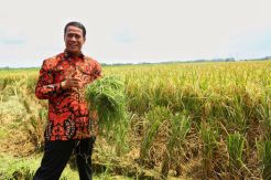 Kementan Raih Opini WTP Tiga Tahun Berturut-Turut, Pertama dalam Sejarah