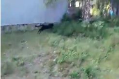 Geger, Macan Turun Gunung dan Masuk Pemukiman di Subang