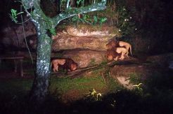 Safari Malam Spesial...