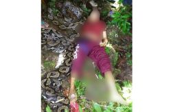 Mengerikan, Petani Buton Tewas Diterkam Ular Piton Sepanjang 7 Meter