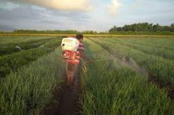 Ingin Tanaman Cepat...