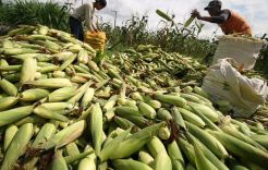 Pecahkan Rekor MURI, Ribuan Jagung Petani Kalampangan Dibakar Serentak