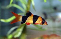 Unik, Rangkaian KTNA XIII di Muba Ada Lomba Pilih Jenis Kelamin Ikan