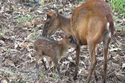Anak Kijang Sumatera yang Nyaris Punah Lahir di PPS Bangka Belitung