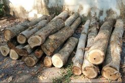 Kepergok Tebang Kayu Jati di Hutan Perhutani, Seorang Warga Blitar Diamankan