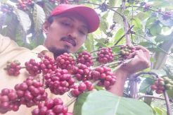Produksi Biji Kopi di Pangandaran Mencapai 253 Ton Per Tahun