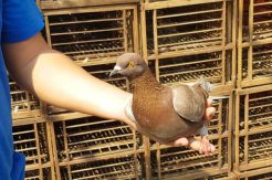 Pecinta Burung asal Depok Ini Beli Burung Merpati Seharga Rp1 Miliar