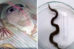 Ahli Ungkap Rahasia Model Rambut Wanita di Zaman Firaun