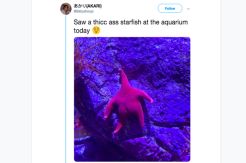 Pamer Pantat, Bintang Laut Ini Dikaitkan Patrick Spongebob