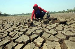 BPBD: Jakarta Belum Terdampak Musim Kemarau