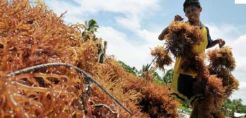 Tingkatkan Ekonomi Pesisir, Roadmap Industri Rumput Laut Dirancang