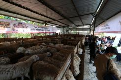 ACT Sediakan Ribuan Hewan Kurban Kualitas Terbaik
