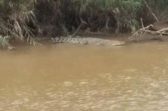 Diterkam Buaya saat Gosok Gigi di Sungai, Nenek Jumantan Selamat