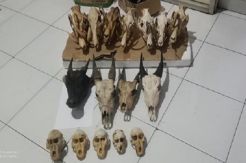 Penjual Tengkorak Satwa Liar Lewat Medsos Berhasil Ditangkap