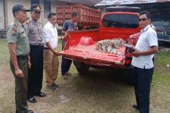 Buaya Muara Sepanjang 3 Meter Ditangkap Warga karena Meresahkan