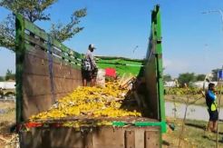 Sopir dan Kernet Truk Tewas Kecelakaan, Muatan Dijarah Warga