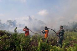 Kebakaran Perkebunan Kelapa Sawit di Siak Meluas Jadi 30 Hektare