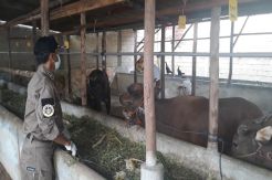 Jelang Idhul Adha, Balai Karantina Cek Kesehatan Hewan