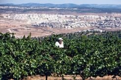 Pengadilan Kanada: Anggur Tepi Barat Tak Boleh Bercap Made In Israel