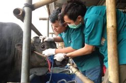 KPKP Jaksel Periksa Kesehatan Hewan Kurban di 4 Penampungan