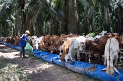 Bapenda Kobar Lakukan Pendataan Wajib Pajak Baru