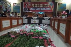 3 Kali Temukan Ladang Ganja di Muratara, Kapolda Sumsel Prihatin