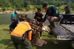 BKSDA Bengkulu Lepaskan 4 Satwa Langka