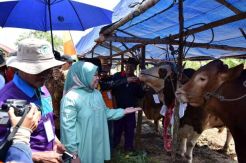 Bupati Kobar Resmikan Pasar Hewan Kurban di Desa Pandu Senjaya