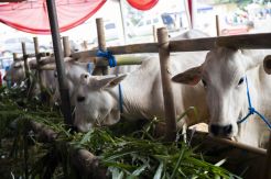 Hingga Juli 2019, Realisasi AUTS Mencapai 87.419 Ekor Sapi