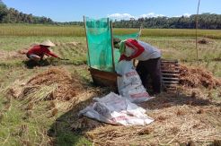 Hasil Panen Padi di Pangandaran Semester I Capai Satu Ton Lebih