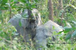 Kebakaran Lahan Picu Konflik Manusia dan Gajah di Riau