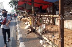 Jelang Idul Adha, Trotoar Tanah Abang Dipenuhi Penjual Hewan Kurban