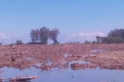 Sapma PP Madina Protes Hutan Magrove Jadi Kebun Sawit