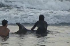 Paus Pilot Terdampar di Pantai Biauang Denpasar Bali