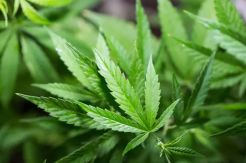 Luksemburg Akan Jadi Negara Eropa Pertama yang Legalkan Ganja