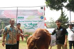 Salurkan Hewan Kurban, Komik Herbal Serahkan Sapi Seberat 1 Ton ke BNN