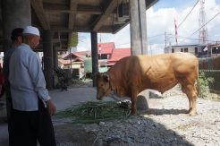 Presiden Jokowi Kurban Sapi Simental untuk Masjid di Jayapura