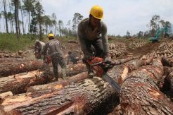 Deforestasi Mengancam...