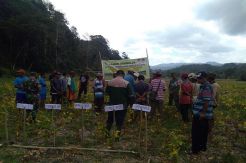 Warga Latung Manggarai Barat Panen Puluhan Ton Kedelai di Musim Kering