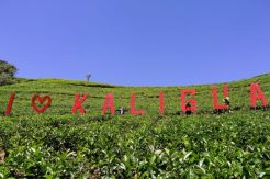 Kaligua, Oase Air Abadi dan Kebun Teh di Atas Awan