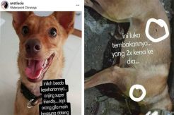 Tembaki Anjing dengan Senapan Angin hingga Mati, Pria Ini Jadi Tersangka