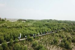 Hutan Mangrove Pasir Putih Binaan Pertamina Tumbuh Jadi Kawasan Ekowisata