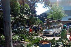 Korban Meninggal Tertimpa Pohon di UP Sedang Menunggu Anaknya Tes